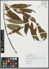 Foto von Salix alba L. x Salix fragilis L.